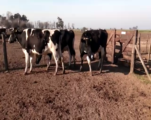 Lote VAQUILLONAS PREÑADAS