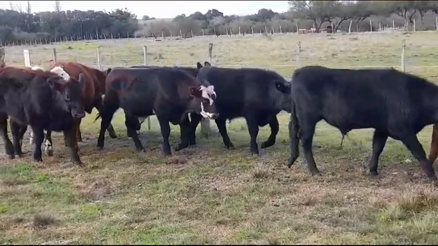 Lote TERNEROS
