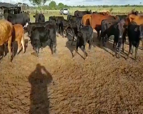 Lote 130 Terneros/as en Concepción, Corrientes