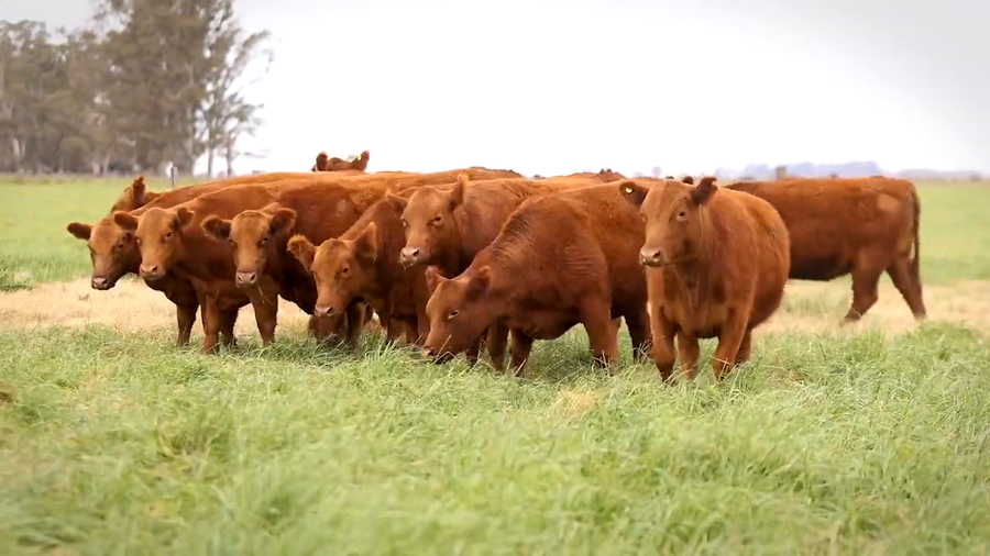 Lote VAQUILLONAS MaS