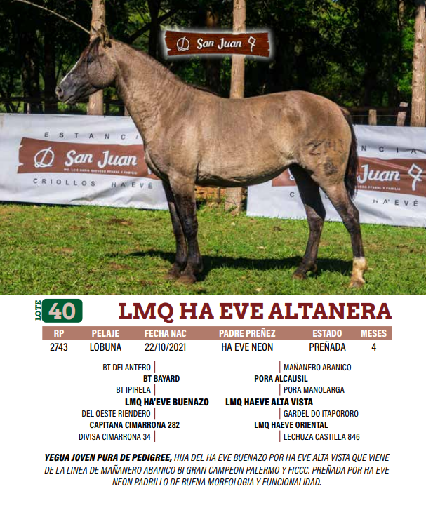 Lote LOTE 40