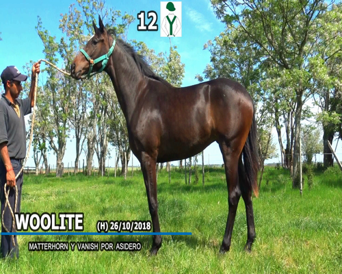 Lote WOOLITE