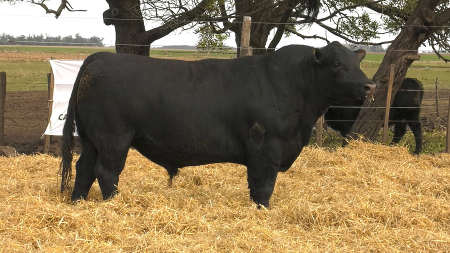 Lote Toros PC Negros