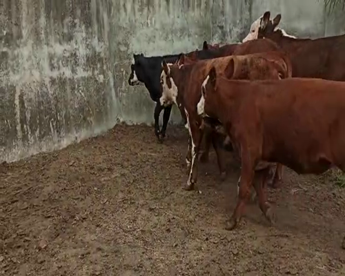 Lote TERNEROS