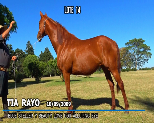 Lote TIA RAYO