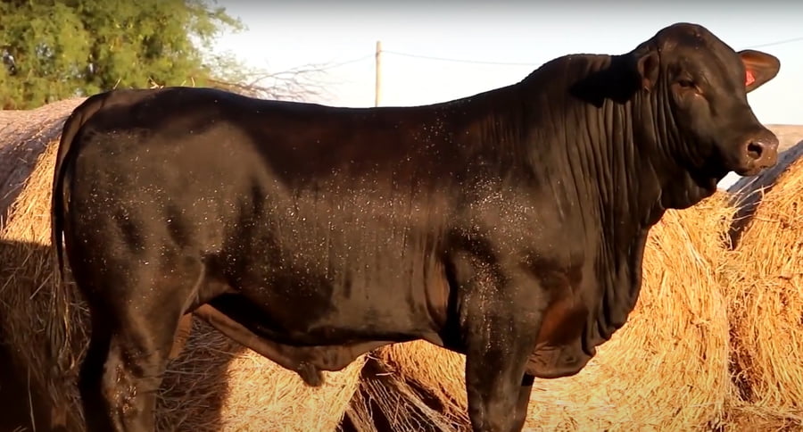 Lote TOROS DE 2 AÑOS