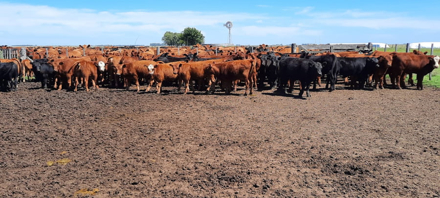 Lote 44 Terneros/as en Gral. Lamadrid, Buenos Aires