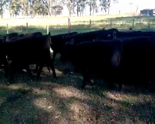 Lote 55 Terneras en Cañuelas, Buenos Aires