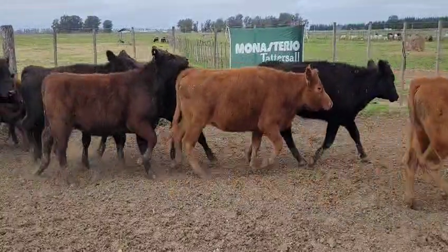 Lote 50 Vaquillonas en Brandsen