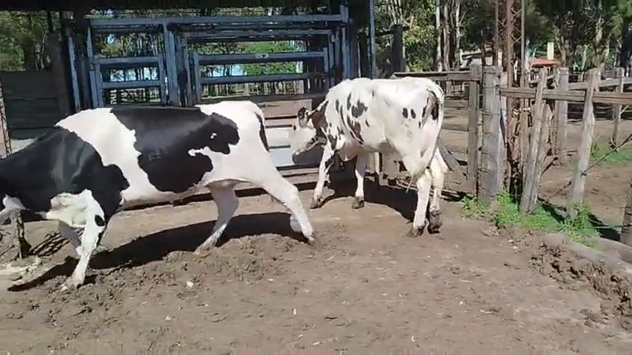 Lote 2 Vaquillonas  a remate en Pantalla Camy 450kg - , San José