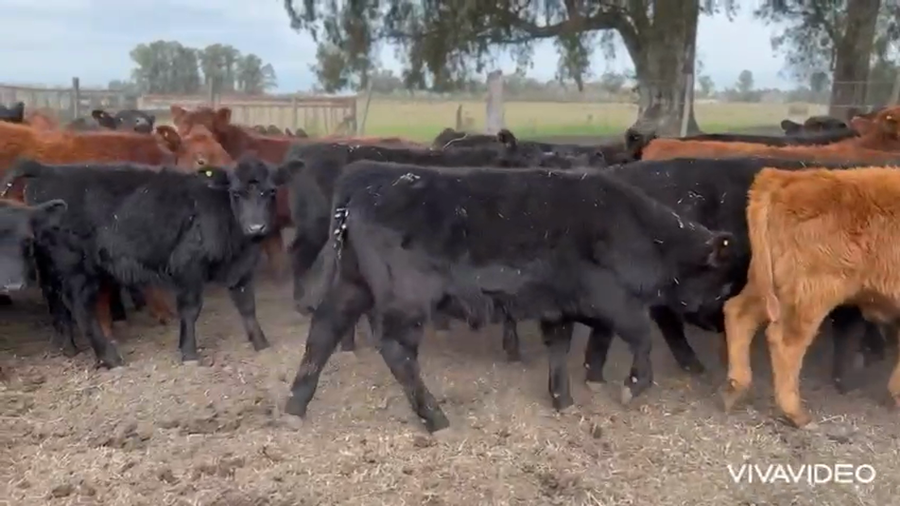 Lote 80 Terneros en Brandsen, Buenos Aires