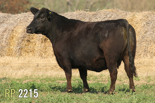 Lote 3 VACAS PREÑADAS PURAS DE PEDIGREE