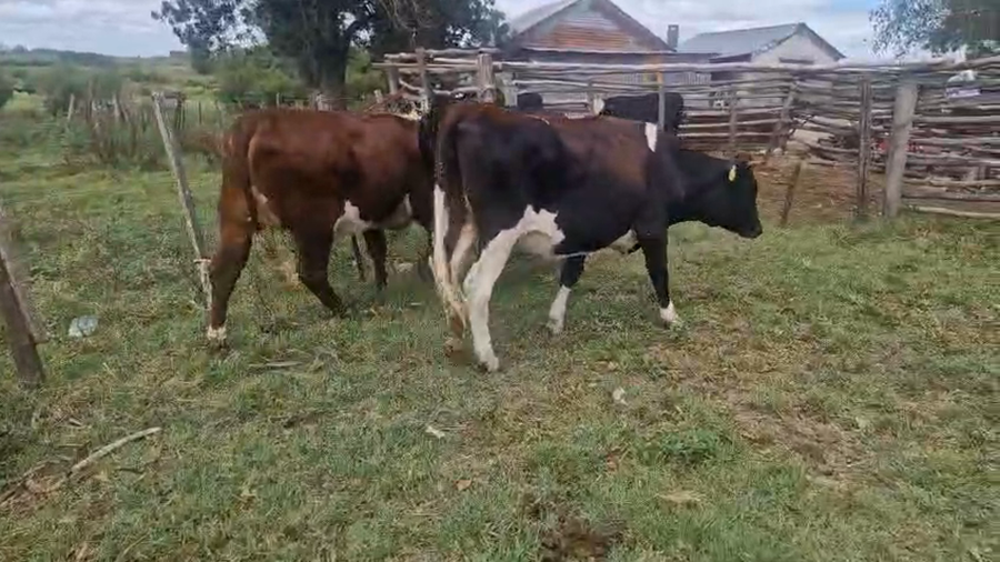 Lote 3 Vaquillonas  a remate en Pantalla Camy - Aniversario 31 Años, San José