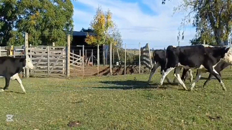 Lote NOVILLOS 1 A 2 AÑOS