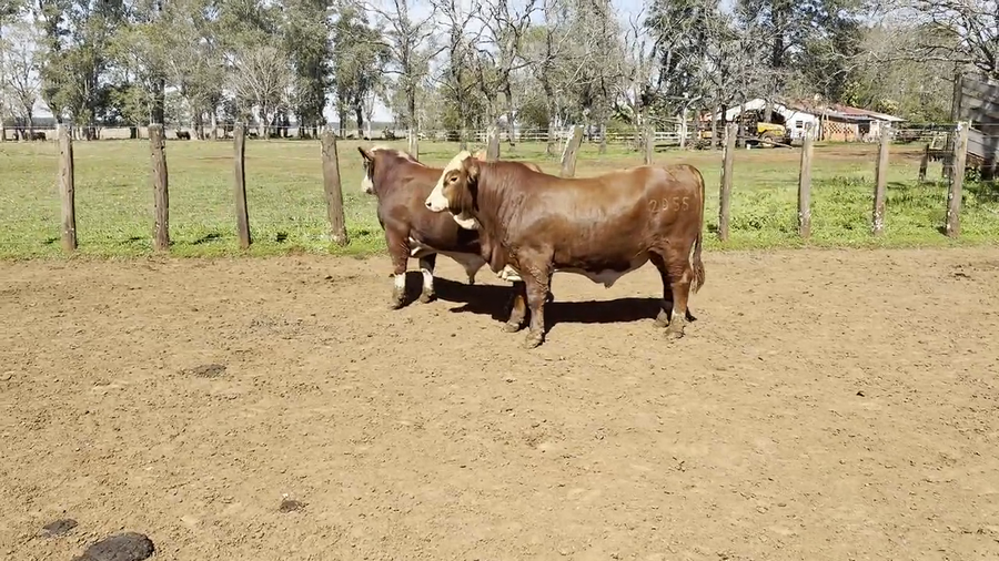 Lote Toros Braford de "San Simon"