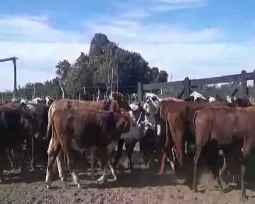 Lote 70 Terneras en Bella Vista, Corrientes