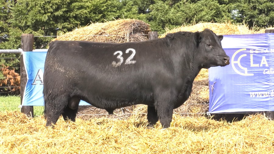 Lote TOROS ANGUS PURO CONTROLADO