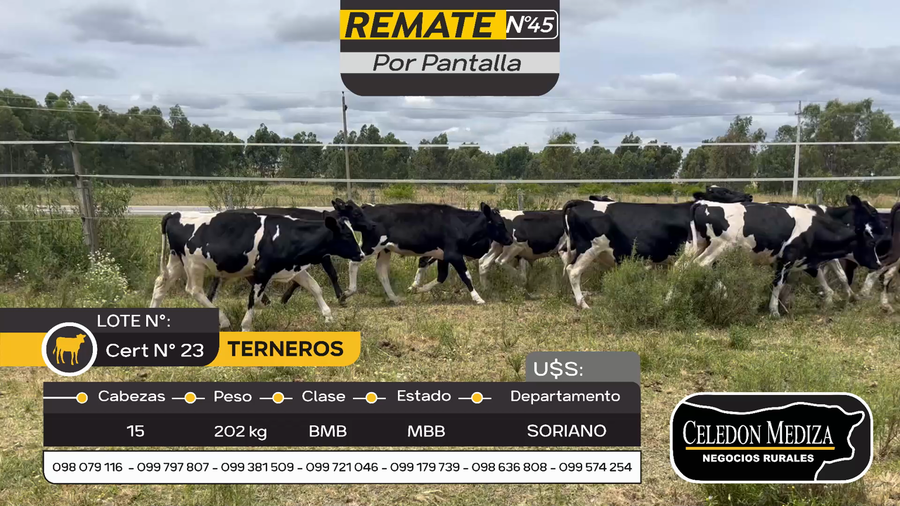 Lote 15 Terneros en Otra Localidad, Soriano
