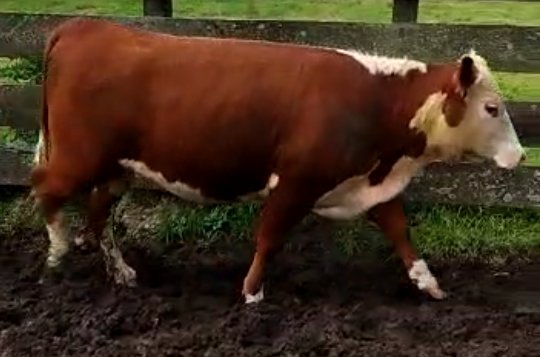 Lote VAQUILLONAS LA LORENCITA