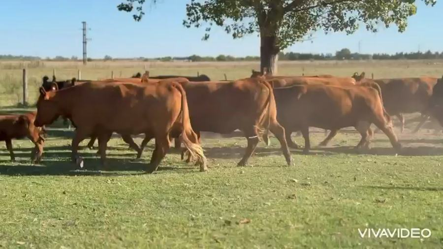 Lote 32 vacas nuevas al corte