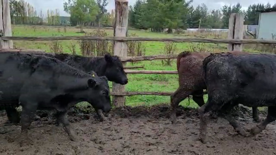 Lote 45 Vaquilla Engorda en Freire, IX Región Araucanía