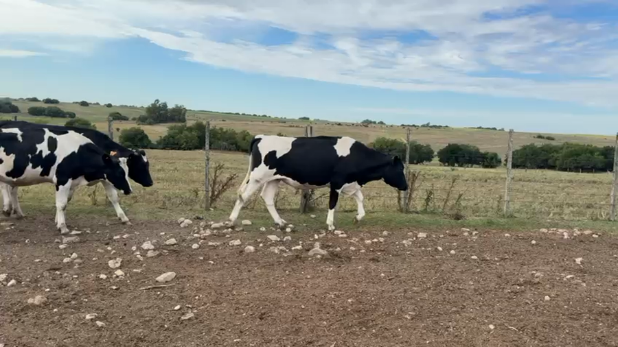 Lote NOVILLOS 1 a 2 AÑOS