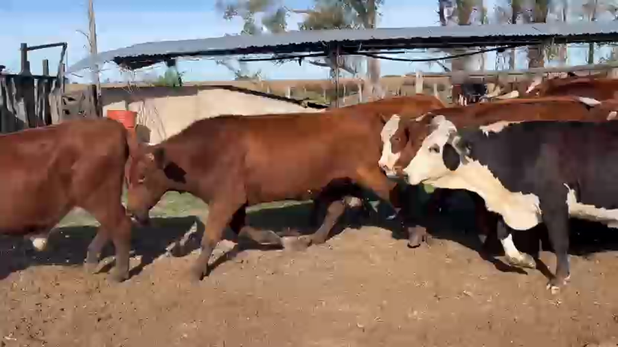 Lote 58 Novillos