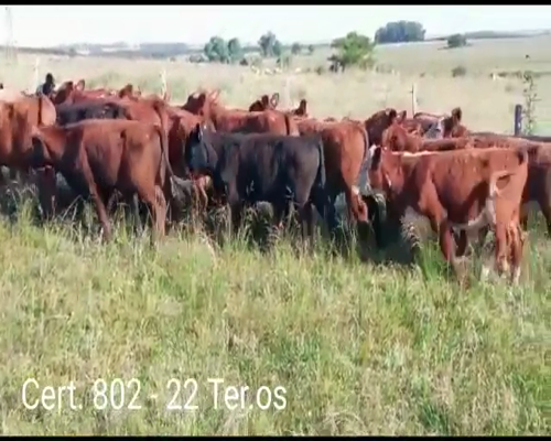 Lote TERNEROS