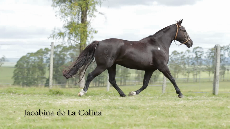 Lote JACOBINA DE LA COLINA R.P 193