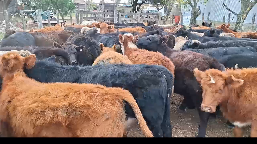 Lote 65 terneros/as