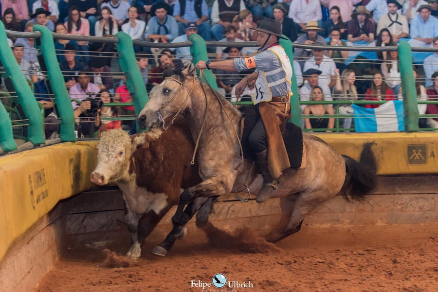 Lote EMBRIONES TARANTULA Y OLIMPICA