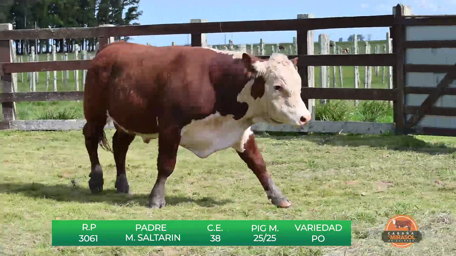 Lote TOROS DE 18 MESES