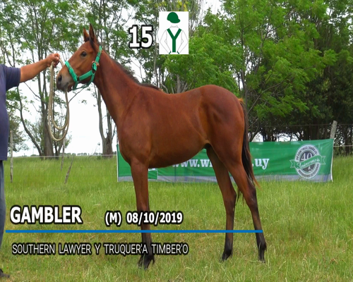 Lote GAMBLER