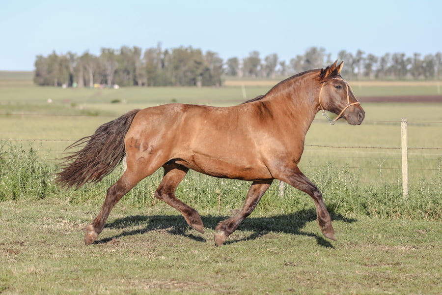 Lote DEL SILENCIO ACAUDALADA