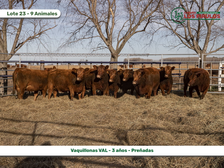 Lote VAQUILLONAS V.A.L. (Vientre Aprobado Limangus)