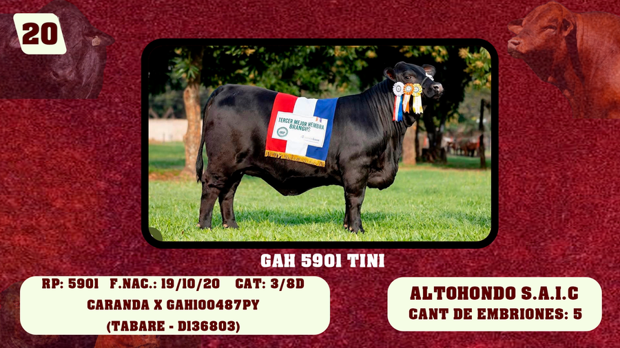 Lote LOTE 20