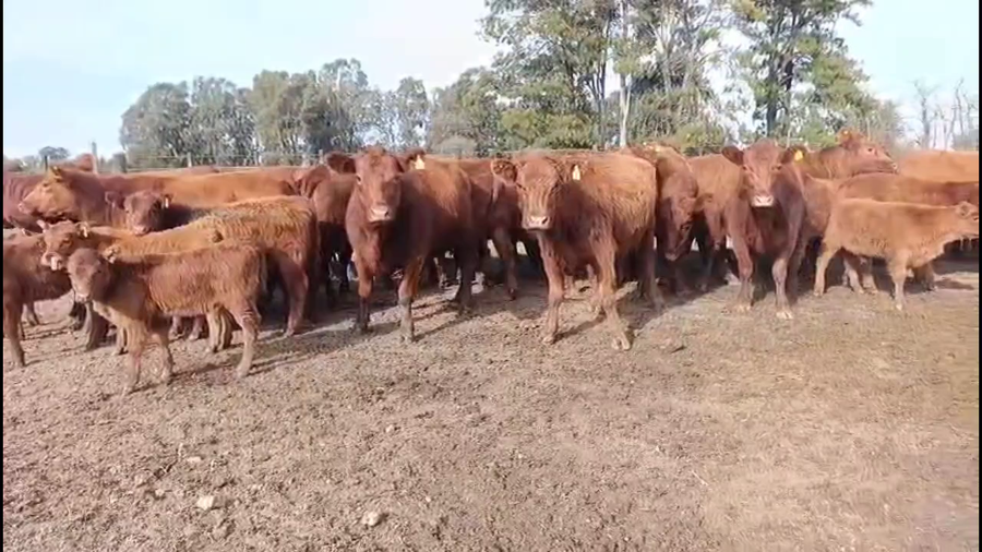 Lote 38 AL CORTE (VAQ)