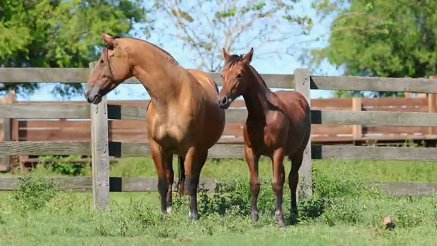 Lote ZORRINA DE LA RESERVA