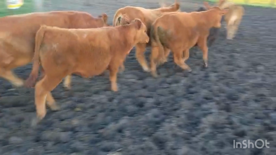 Lote 17 Terneros en Entre Ríos, San Jaime