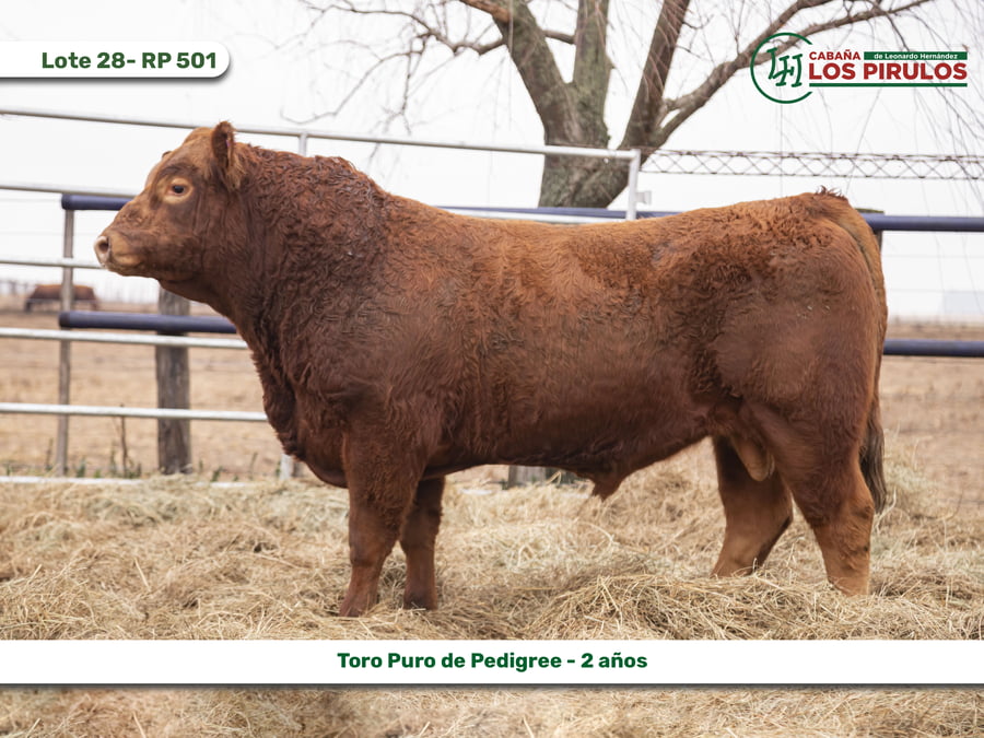 Lote TOROS PUROS DE PEDIGREE - 22/24 meses