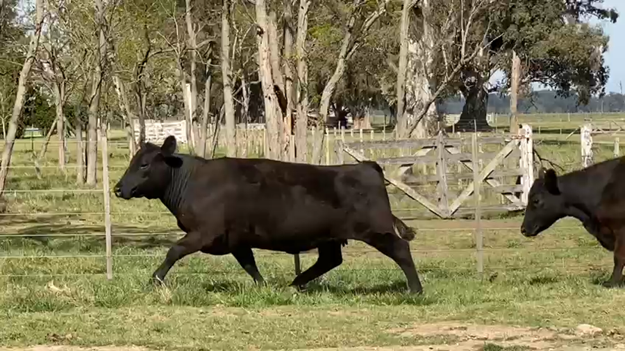 Lote 39 Vacas C/ gtia de preñez en Lobos, Buenos Aires