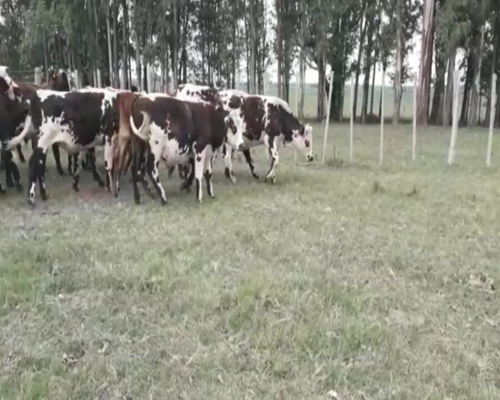 Lote Novillos