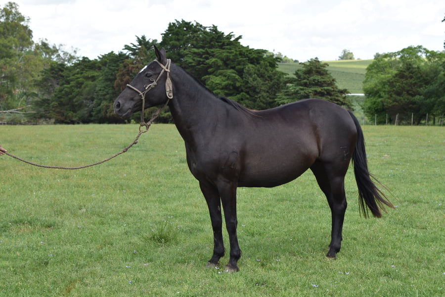 Lote RP 22 - FLORINDA