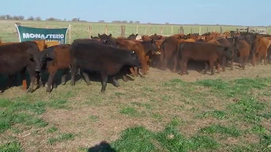 Lote 97 Terneras EN GRAL LAMADRID