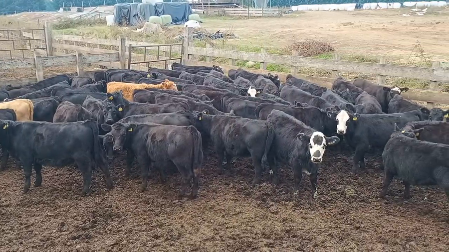 Imagen 2 del Lote Lote 45 Ternero, Panguipulli, XIV Región Los Ríos