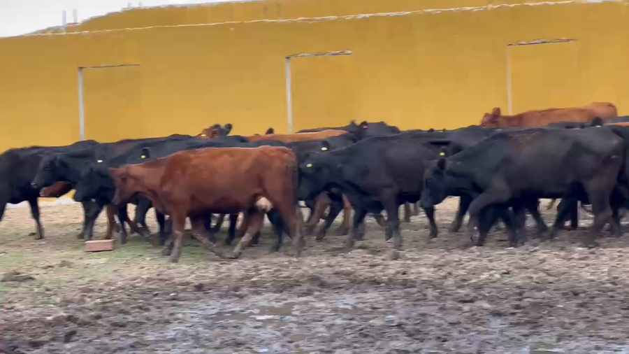 Lote 50 Vaquillonas C/ cria en Brandsen, Buenos Aires