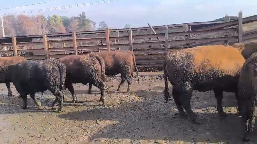 Lote 20 Vaquilla Gorda en Los Ángeles, VIII Región Biobío