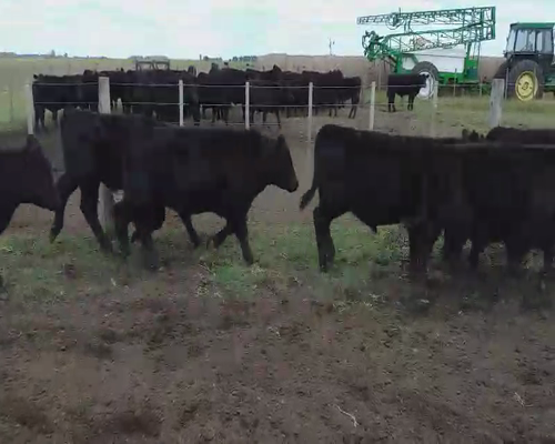 Lote 52 Terneros en Tandil, Buenos Aires