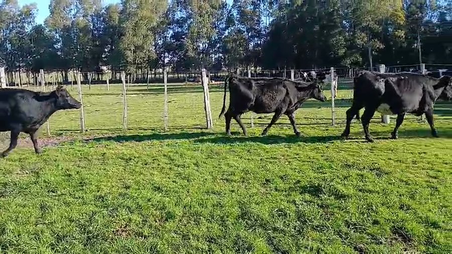 Lote 3 Vaquillonas  a remate en Pantalla Aniversario - Escritorio Camy 420kg - , San José