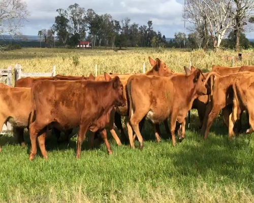 Lote 40 Vaquillonas en Ituzaingó, Corrientes